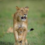 Lions